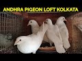 Andhra pigeon loft kolkata
