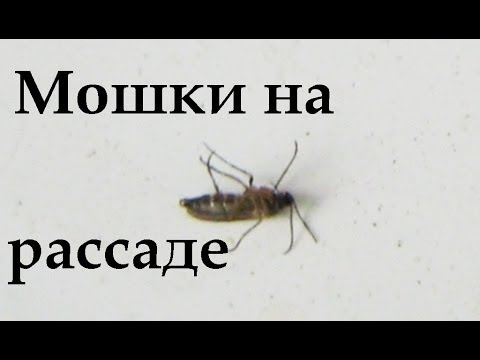 Мошки на рассаде, мушки на рассаде,