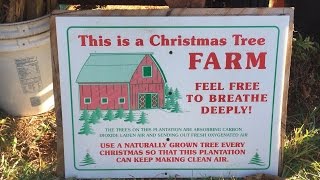 How to pick and cut your own Christmas tree