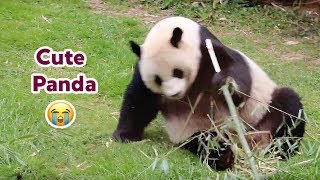 A Day with Giant Pandas