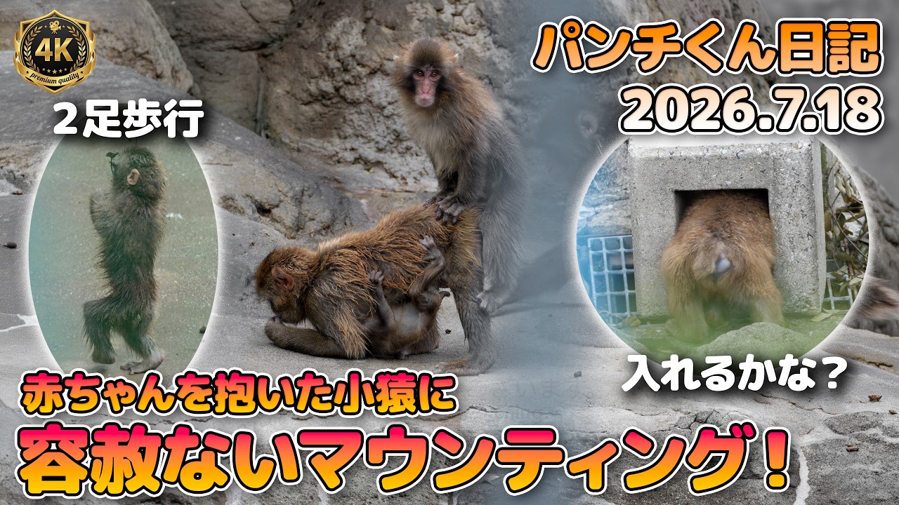 2足歩行】赤ちゃんを抱いた小猿に容赦ないマウンティング炸裂！パンチ