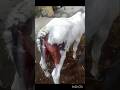 Guess the Condition ? #vet #animals #cattledisease #calf