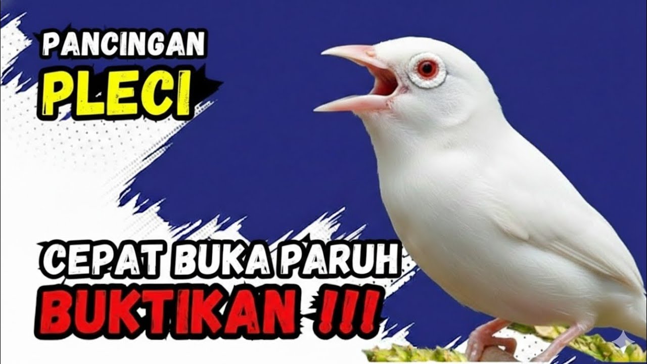 PANCINGAN PLECI BUKA PARUH II buktikan skarang juga 🔥