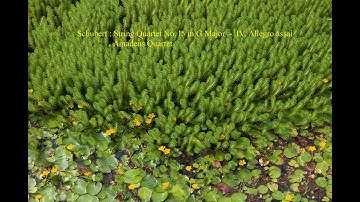 Schubert : String Quartet No.15 in G Major  -  IV. Allegro assai