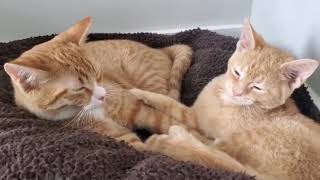 Cute Kittens Funny Videos and Two Kittens Fighting and Two Cats Fighting  Cats Comrade by Cats Comrade 21 views 4 years ago 6 minutes, 7 seconds