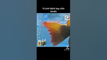 Chữa nấm ăn vây, vẩy ở cá rồng, hay bất kỳ cá nước ngọt cảnh nào khác.