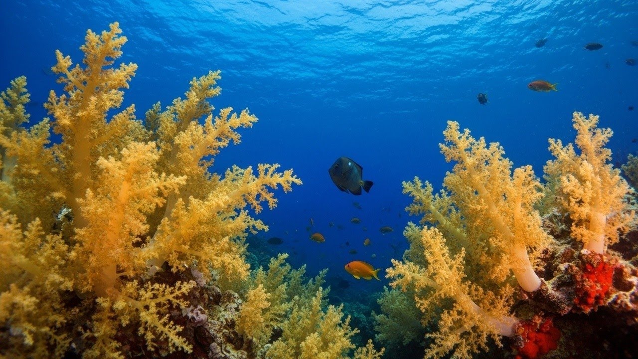 Calm Music for Anxiety Relief, Mind and Body Healing • Healing Sounds