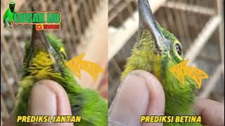 TIPS FOR CHOOSING A STRONG MALE KUNINGAN CUCAK IJO MASBRO