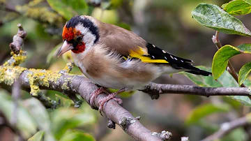 10 Interesting facts you should know about European Goldfinch | Nature's Tiny Masterpiece