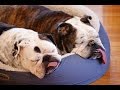 Top 15 English BullDog Funny Videos Ever -  Funny BullDog Compilation