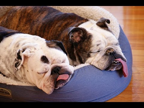 Top 15 English BullDog Funny Videos 