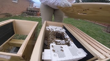 Bee package installation (part 2)