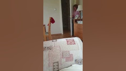 Dog Tries to Find Owner Hiding Behind Door - 1058634