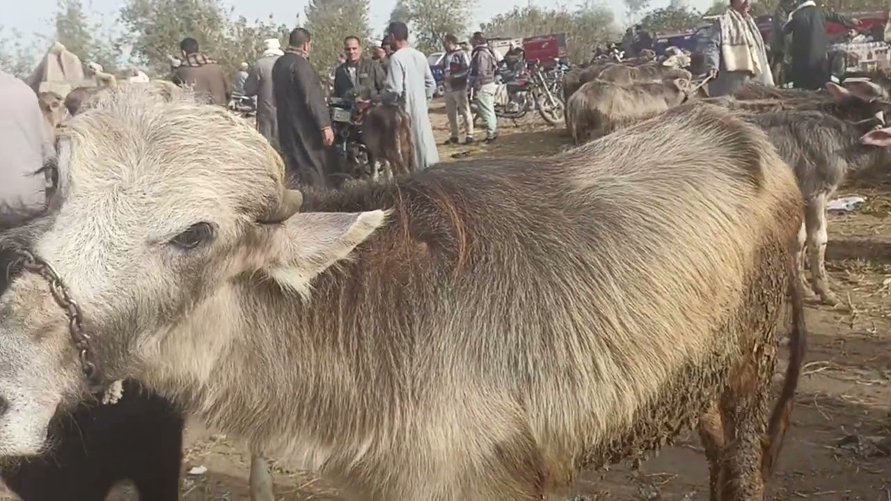 أسعار عجول جاموس ماشاء الله 🔥 شغل عالي عالي وجودة تقيلة