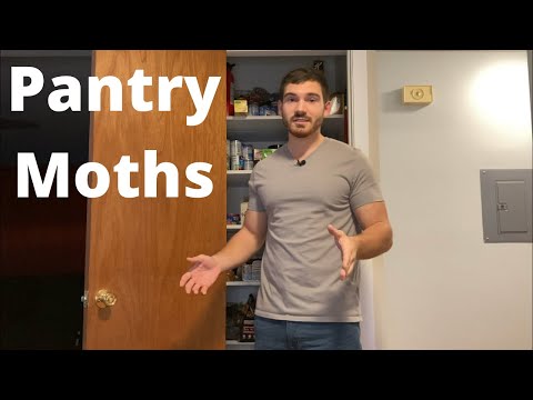 The BEST Way to Get Rid of Pantry Moths