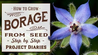 ★ How to Grow Borage from Seed (Complete Step by Step Guide)