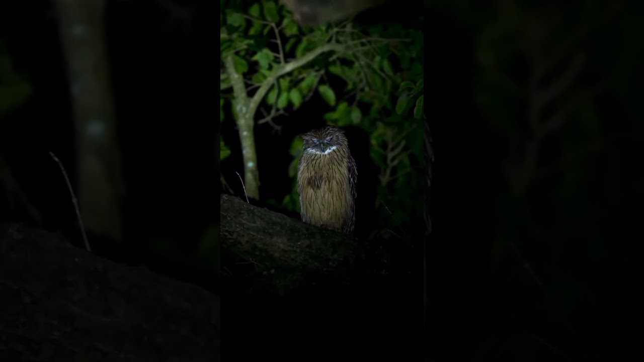 Búho en la ciudad #shorts #shortvideo #viral #buho #viajes #animales #aguilar #aves #venezuela #fyp