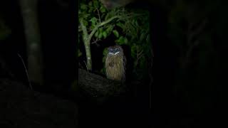 Búho en la ciudad #shorts #shortvideo #viral #buho #viajes #animales #aguilar #aves #venezuela #fyp