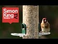 How to Feed Garden Birds