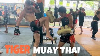 Tiger Muay Thai -  Mój pierwszy trening ! DOSTAŁEM DOBRĄ LEKCJĘ !…