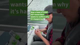 Why is this lake BURPING?! | Seneca Drums Explained
SUNY ESF researchers were recently joined by The New York Times on a boat trip to do field work related to their project on the cause of the Seneca Drums, loud unexplained booming noises that have puzzled Seneca Lake residents and recreationists for centuries.
The noises are unpredictable and have been attributed to lore such as a god being mad at a warrior and a Revolutionary War soldier trying to find his regiment.
Our team is collecting gases and viewing imagery of the lake bed to study and determine the scientific cause. Can you believe that Seneca Lake has craters the size of football fields?
Keep up with us 🌱
Instagram: @suny.esf
Facebook: @sunyesf
TikTok: @sunyesf
Esf.edu Why is this lake BURPING?! | Seneca Drums Explained