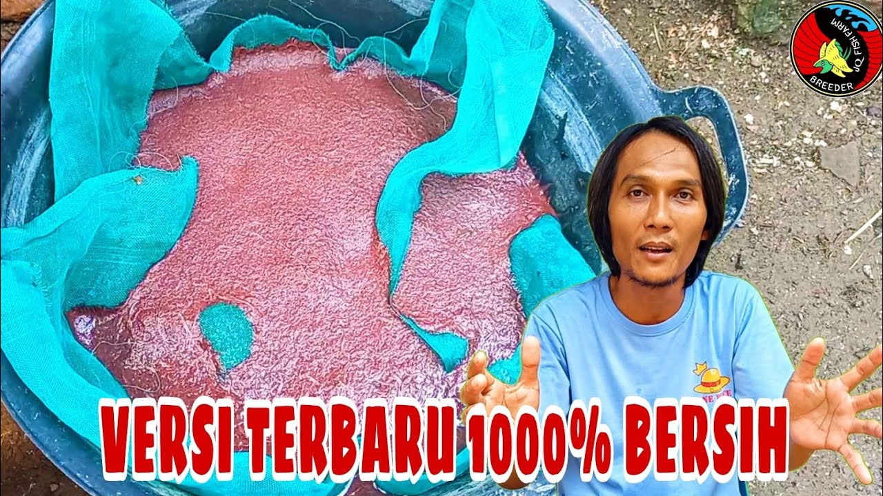 cara membersihkan cacing sutra dari lumpur dan sampah , 100% BERSIH ( part 3 )