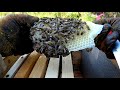 Як пересадити рій бджіл у вулик  Бджільництво для початківців