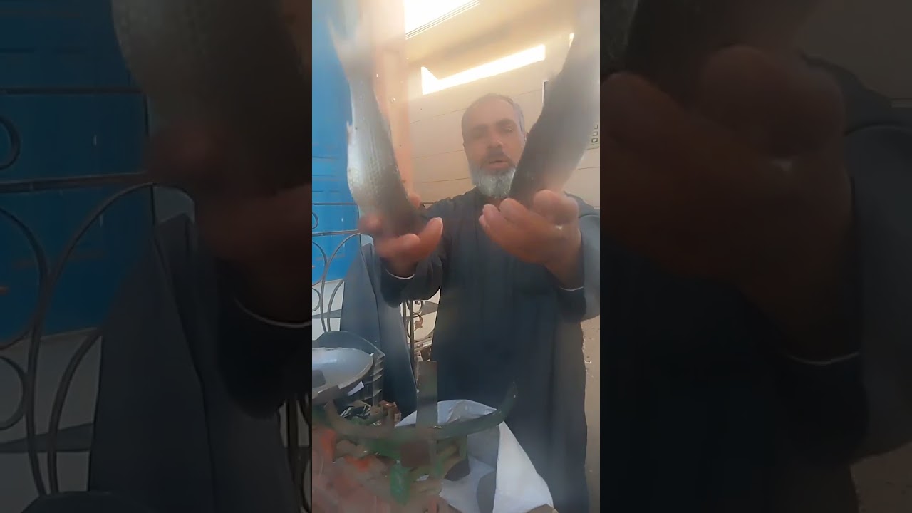 الثلاثاء 3/3/2026 السمك وصل طازه بيلعب من المزرعه رمضان كريم وكل عام وانتم طيبين#اسماك