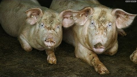 Factory farms bad for the environment?