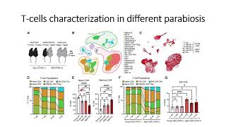T cells composition in different parabiosis condition #Code: 1167