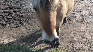 Chevaux À La Vallée De La Blies À Blies-Guersviller