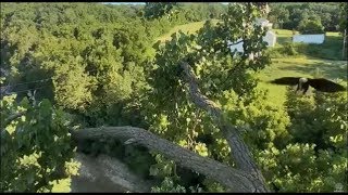 Decorah Eagles- Mom Fly's In With A Fish In Her Beak