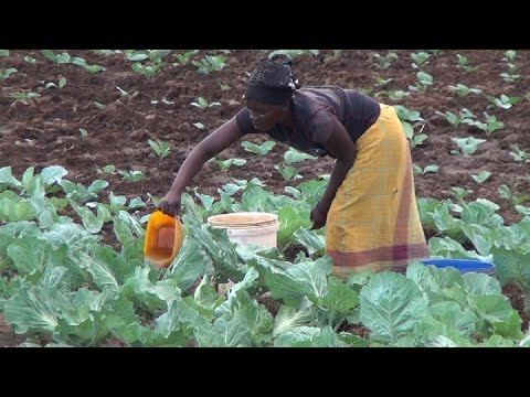Mozambique Sand Dams and Gardens [2015]