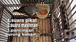 Suara mantenan jantan muda gacor versi panjang