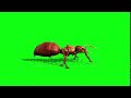 كروما حشرة للانتاج على الفيديو