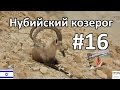 Нубийский Козерог, Серные источники Мертвого моря, Израиль. Часть 16