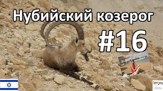 Нубийский Козерог, Серные источники Мертвого моря, Израиль. Часть 16