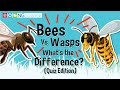 Bees and Wasps: Key Differences