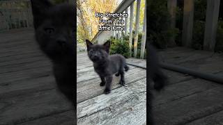 Big Stretches From This Little Kitty