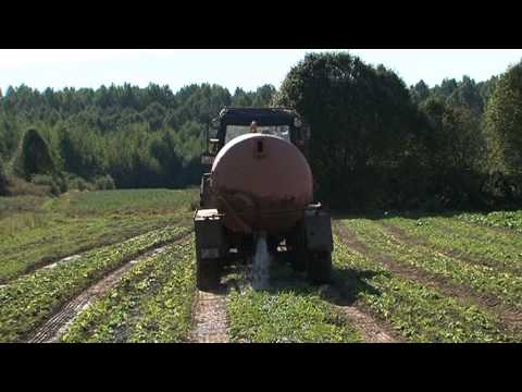 Video: Dārzeņu novākšana: kad un kā novākt dārzeņus