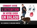 Comment avoir lattention de votre chien en balade