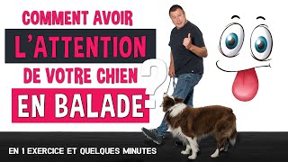 COMMENT avoir L'ATTENTION de votre CHIEN en BALADE