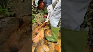 Great find, what a surprise #Great #surprise #forest #river #gold