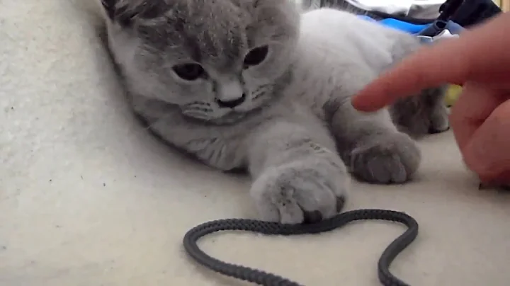 Watch the video about British blue cat shorthair so cute