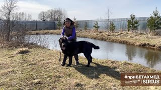 видео: Секреты породы. Среднеазиатская овчарка // #приВЕТАХМЕД картинка: Секреты породы. Среднеазиатская овчарка // #приВЕТАХМЕД