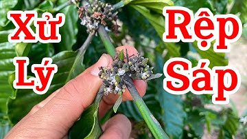 Cách xử lý rệp sáp trên cây cà phê hiệu quả nhất.