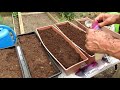 Planting Fall Garden Flower Boxes for 5 Kinds of Salad Greens & Radishes: All The Steps!