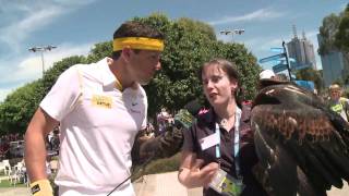 Wildcards close encounter with the feathery kind