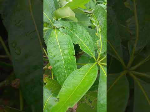 Malabar Chestnut Tree