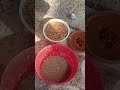 #Bagarei parrot ka soft food#Nomi parrot house 🏡